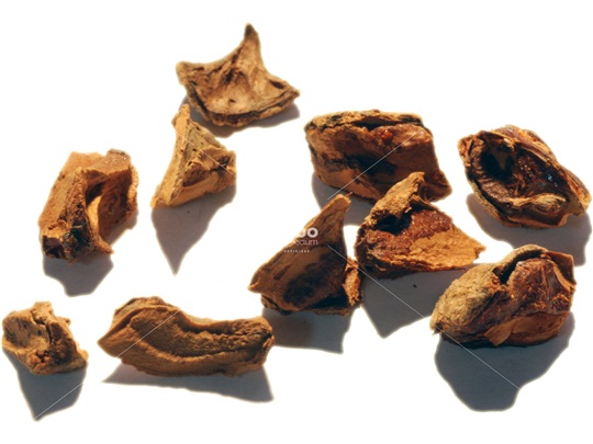 Bald-Cypress chaffs containing seeds
