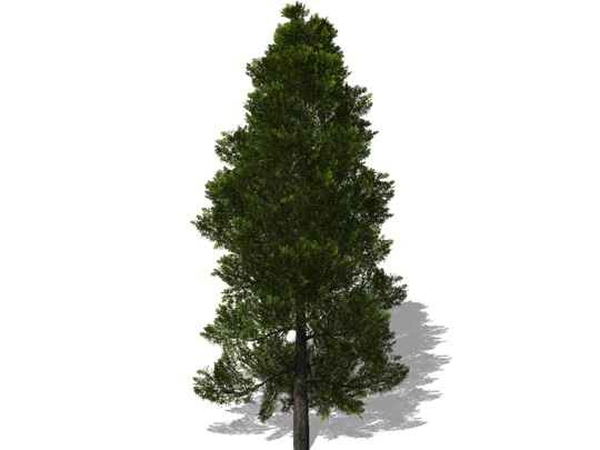 Representation of the Eastern White-Cedar