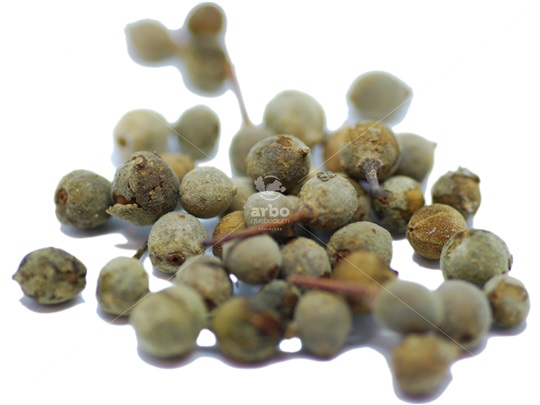 Basswood nutlets