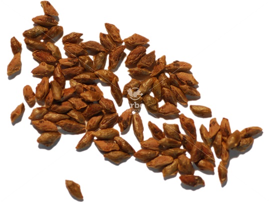 Eastern Hemlock seeds