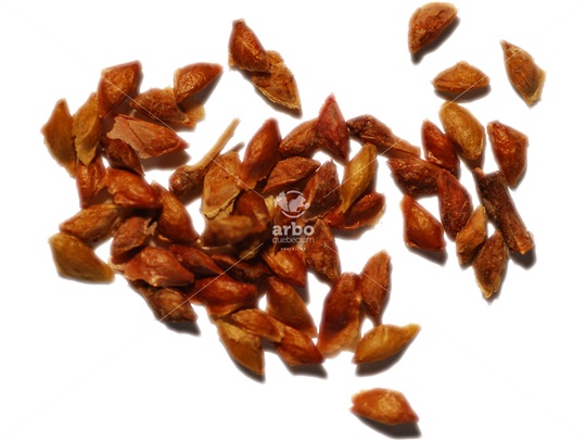 Mountain Hemlock seeds