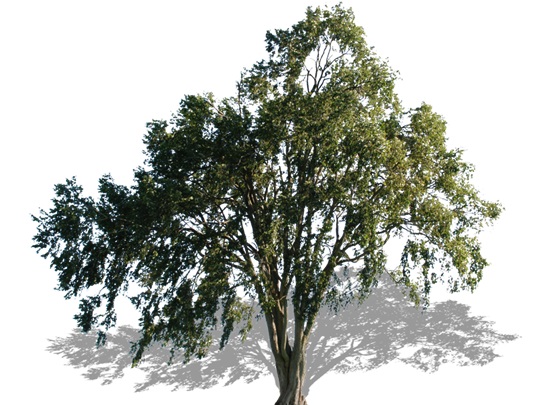Representation of the White Elm