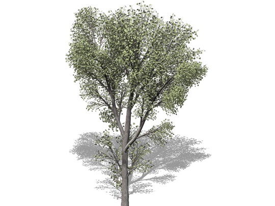 Representation of the Slippery Elm