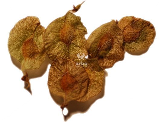 Slippery Elm samaras