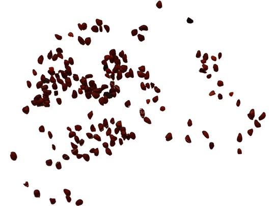 Common Blueberry seeds