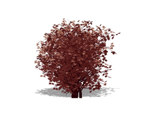Representation of the Maple-leaf Viburnum