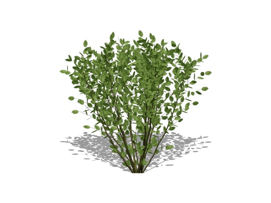 Représentation de la viorne cassinoïde