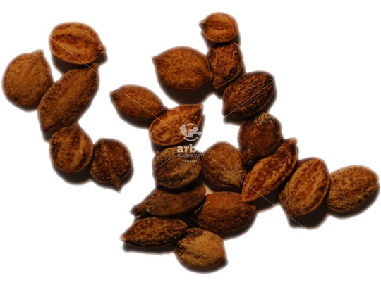 Witherod Viburnum seeds