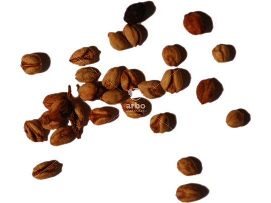 Arrowwood Viburnum seeds