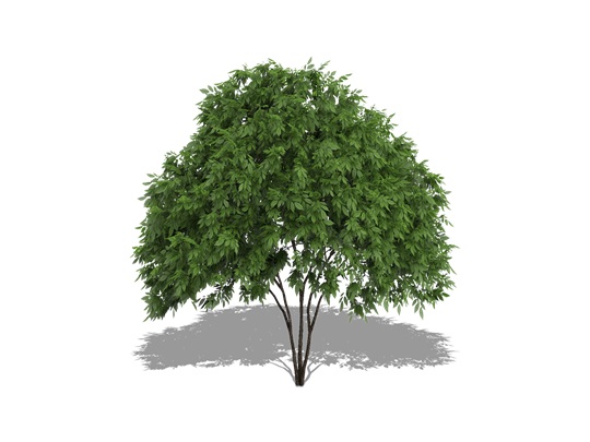 Représentation de la viorne à feuilles de prunier