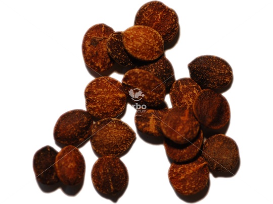 Blackhaw Viburnum seeds