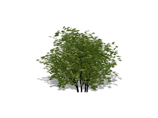 Representation of the American Cranberrybush