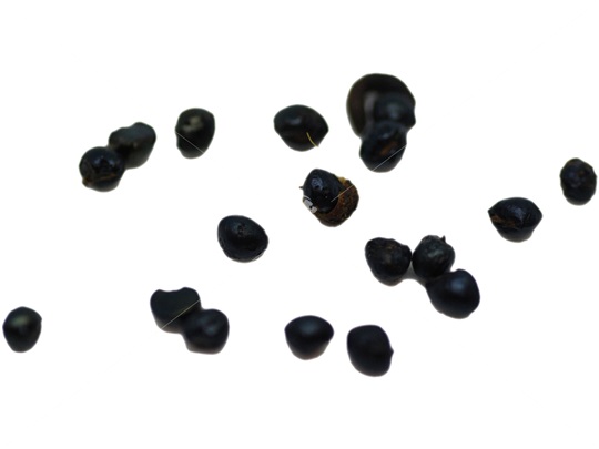 Graines de clavalier d'Amérique