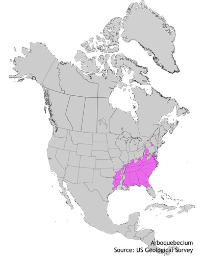 Devil's walkingstick distribution