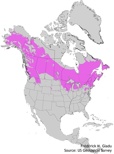 Aire de répartition naturelle du bouleau à papier
