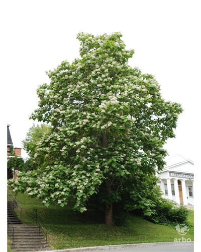 Le catalpa de Caroline de la rue William