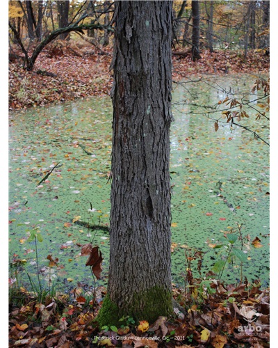 La forêt du Collège Champlain