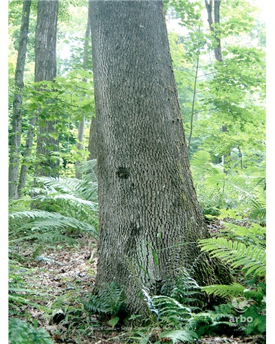 La forêt de M. Eberts