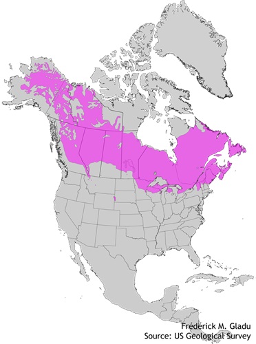 Aire de répartition naturelle de l'épinette blanche