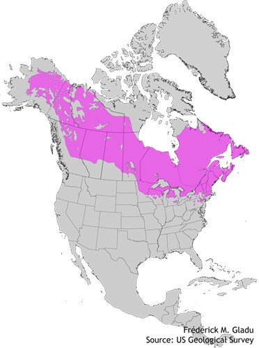 Aire de répartition naturelle de l'épinette noire