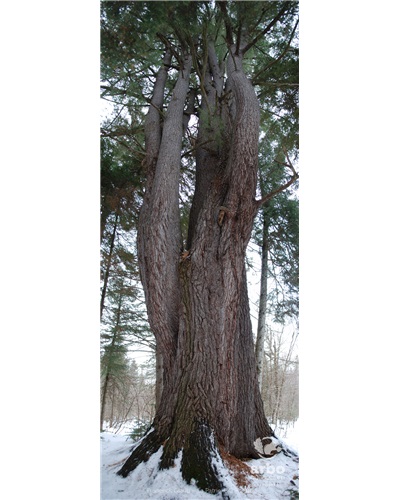 Le pin blanc de La Patrie, un arbre multitige hors du commun