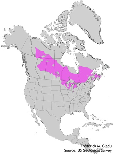 Aire de répartition naturelle du pin gris
