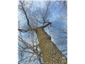 acer_negundo01
