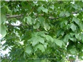 acer_nigrum06