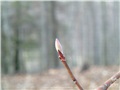 Bourgeons de l'érable de Pennsylvanie
