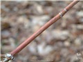 Rameaux de l'érable de Pennsylvanie