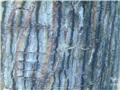 acer_pensylvanicum15