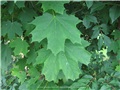 acer_platanoides06