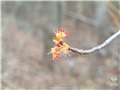 acer_rubrum09