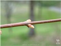 Bourgeons de l'érable argenté