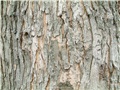 acer_saccharinum15