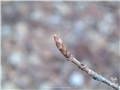 Bourgeons de l'érable à sucre