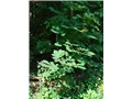 aesculus-hippocastanum_cimetiere_notre-dame-des-neiges