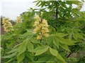 aesculus_glabra09