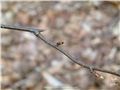Bourgeons du bouleau jaune