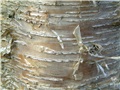 betula_alleghaniensis15