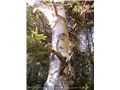 betula_cordifolia13