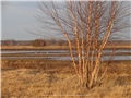 betula_nigra04