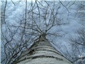 betula_papyrifera01