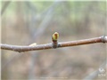 Bourgeons du bouleau à papier