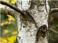 betula_populifolia13