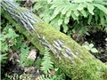 bille_juglans_cinerea01