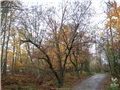 Charme de Caroline en automne