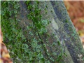 carpinus_caroliniana15