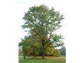 carya_cordiformis03