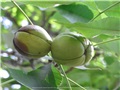 carya_laciniosa10